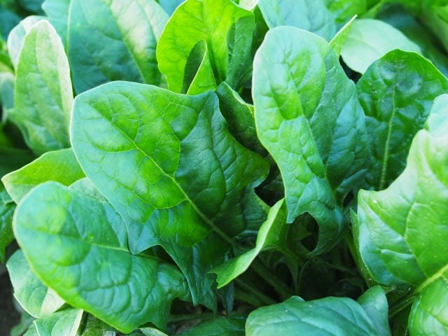 ほうれん草の虫食いは食べても大丈夫？注意したい虫や対処法について